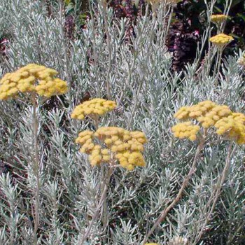 Naturreines, ätherisches Strohblumenöl Helichrysum italicum