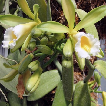 Naturreines, ätherisches Vanilleöl Vanilla planifolia