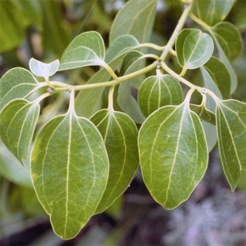 Naturreines, ätherisches Zimtblätteröl Cinnamomum zeylanicum